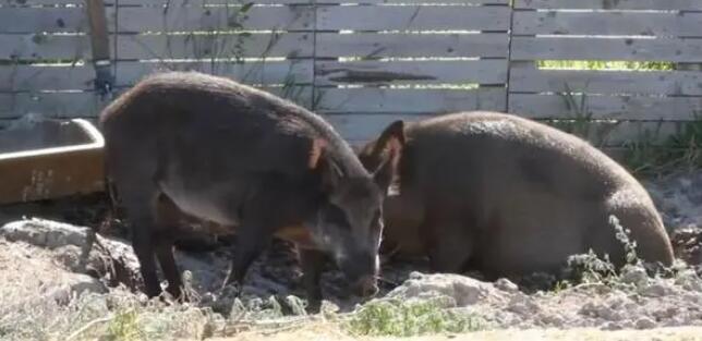 ���ô󳬼�����������