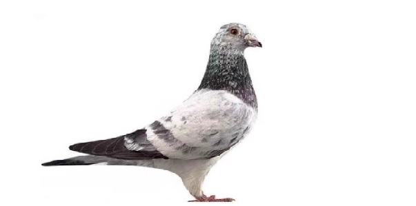 �����������빫��