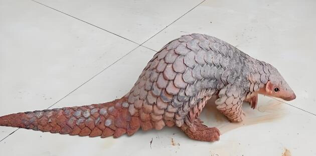 ��ɽ�׵���˵��ʲô��